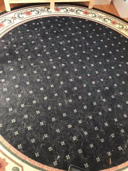 Area rug covered in pet hair